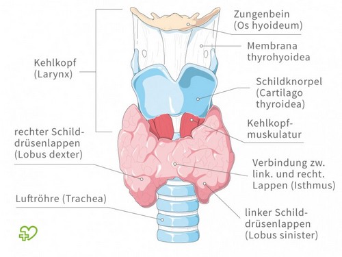 Anatomie der Schilddrüse Anatomie der Schilddrüse